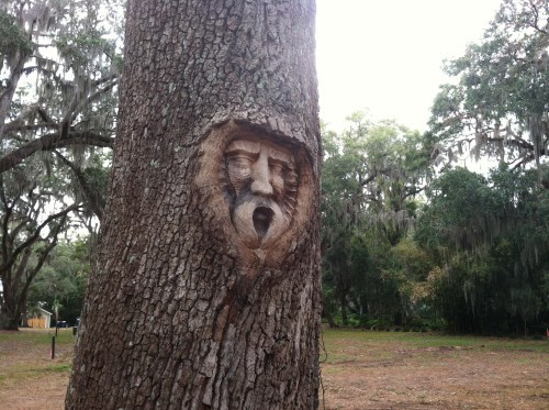 Tree Face
