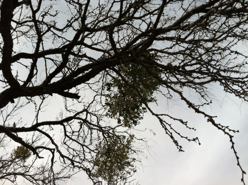 Clumps of Mistletoe Grow in the Trees
