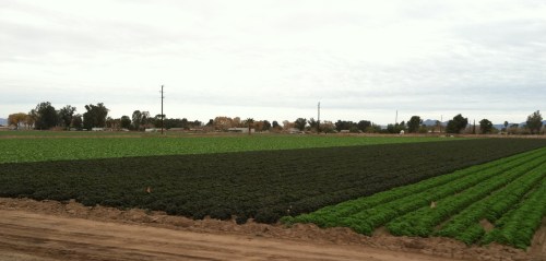 Lettuce Fields