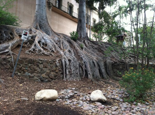 Roots overgrowing the Wall