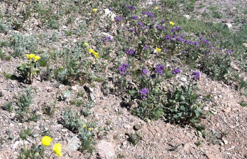 Desert Flowers