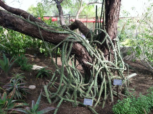 This is a crazy cactus