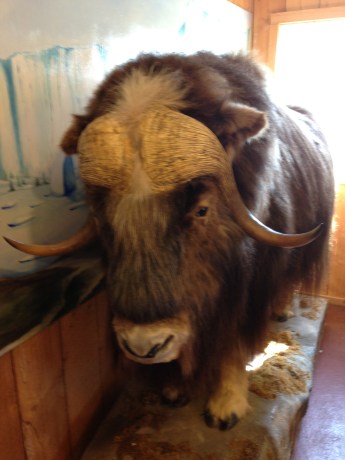 Musk Ox