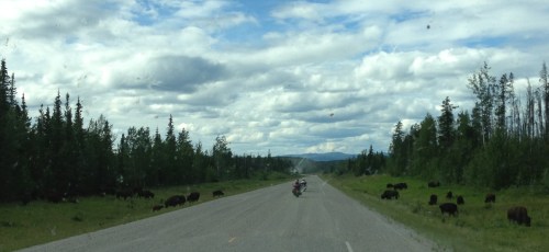 Small Heard of Wood Bison