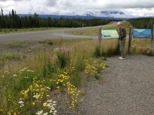 Wildflowers Line the Ditches