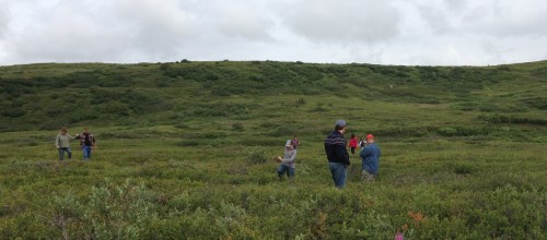 Walking on the Tundra