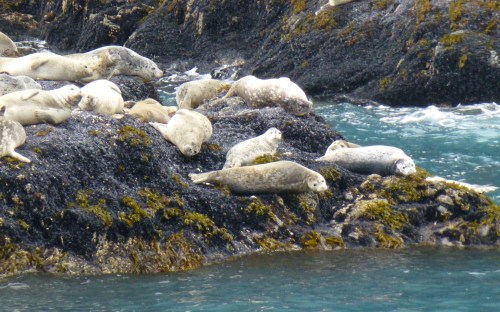 Harbor Seals