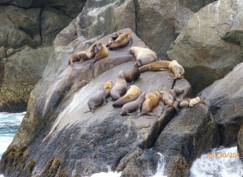 Steller Sea Lions