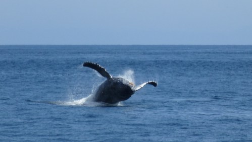Humpback Whale