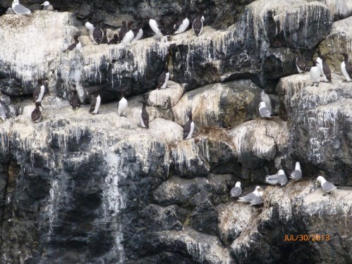 Seagulls and Common Murre