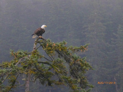 Bald Eagle