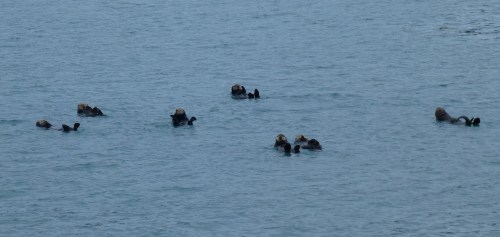 A Raft of Sea Otters