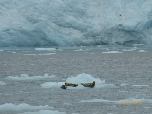 Steller Sea Lions Hanging Out on the Ice