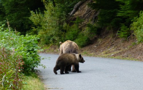 Mama Grizzly and Her Cub