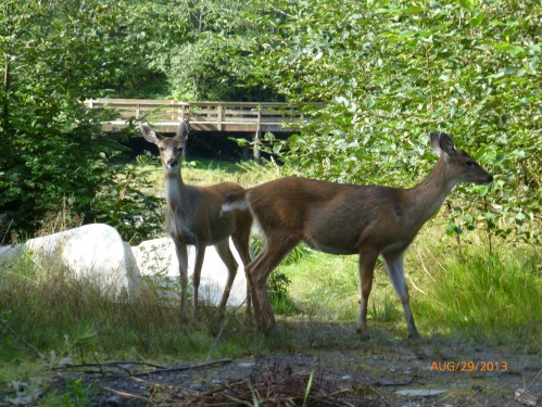 Alaska's Black-Tailed Deer