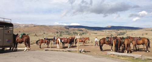 Horses Saddled Up and Waiting for the Trail Ride