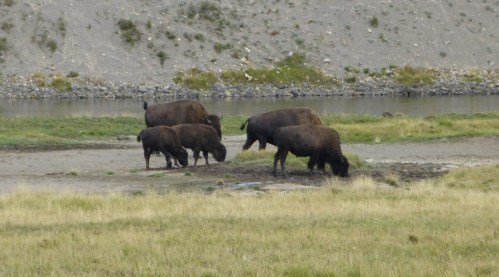 Yellowstone Park Bison