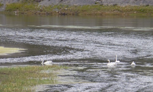 Trumpeter Swans at Yellowstone Park