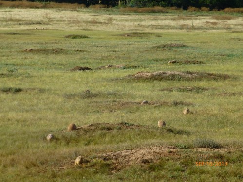 Prairie Dog Town
