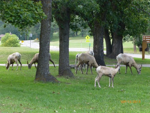 Big Horn Sheep