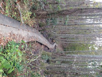 Croatan National Forest