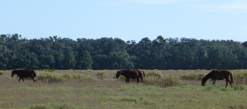 Cumberland Island Wild Horses