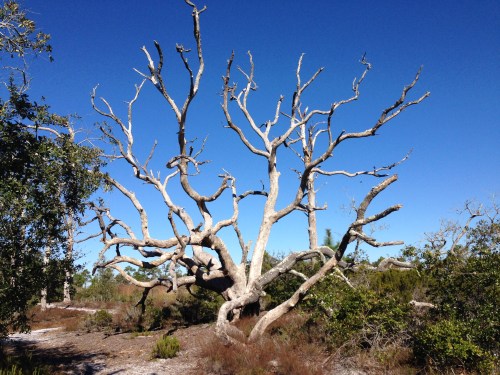 A Dead Live Oak Tree