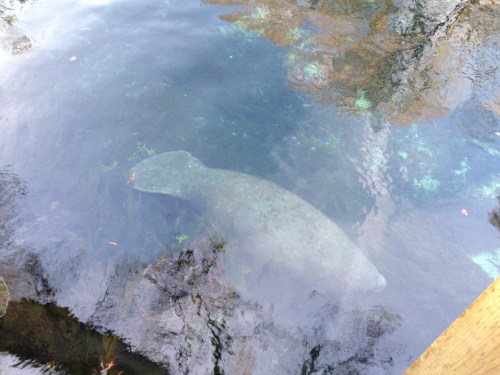 Manatee Springs State Park, FL