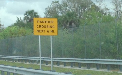 Panther Crossing