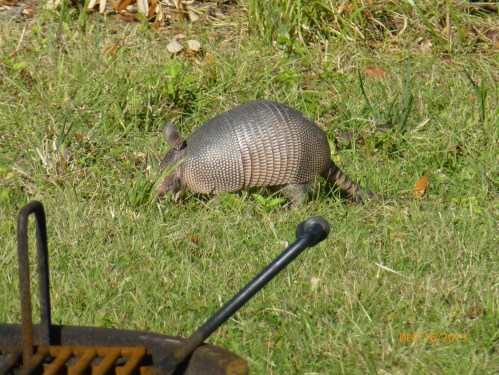 Armadillo