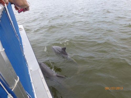 Bottle Nose Dolphins