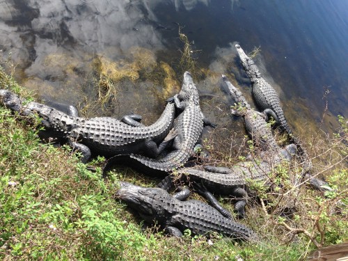 American Alligators