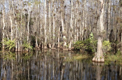 The Everglades