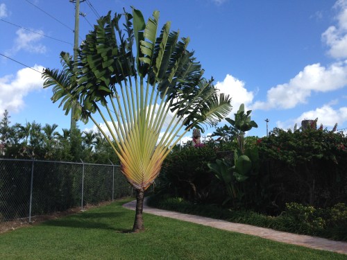 Travelers Palm