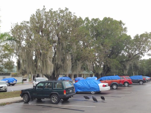 Warning: Vultures May Damage Vehicles