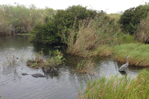 A Heron and a Gator