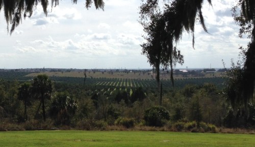 Overlooking Orange Groves