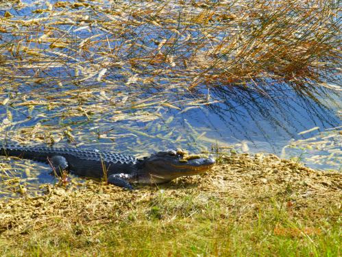 American Alligator
