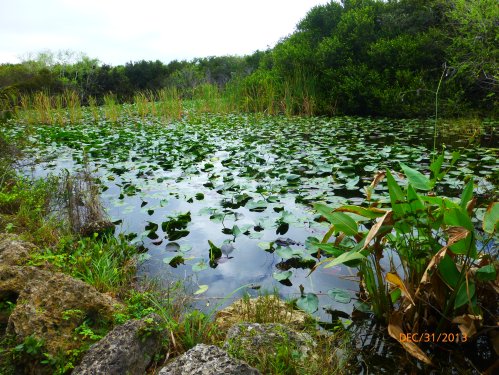 The Everglades