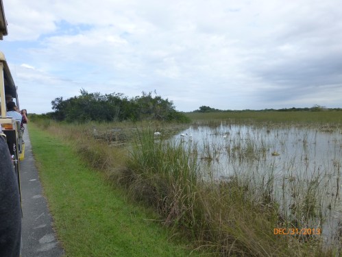 The Everglades