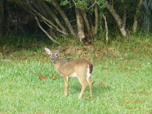 Key Deer