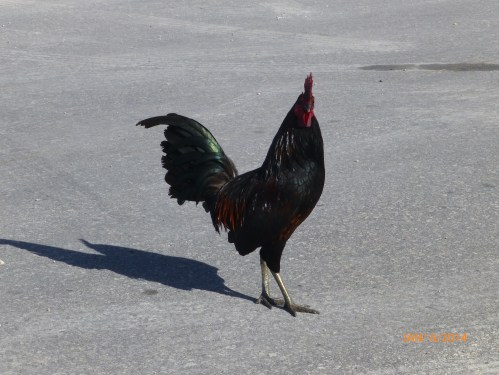 Key West Rooster