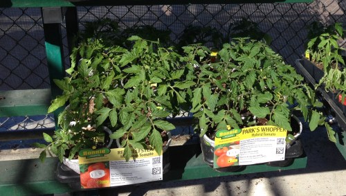 Tomato Plants