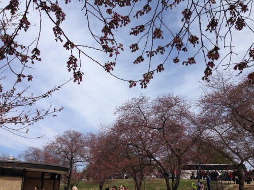 Cherry Blossoms Almost