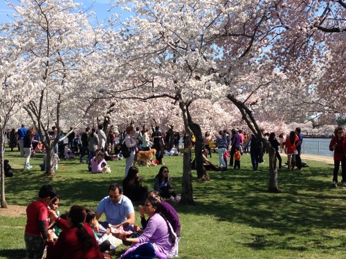 Enjoying the Cherry Blossoms in DC