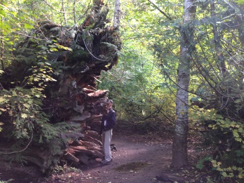 Grove of the Patriarchs Trail