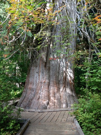 Grove of the Patriarchs Trail