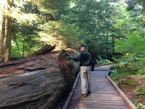 Grove of the Patriarchs Trail