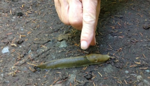 Banana Slug