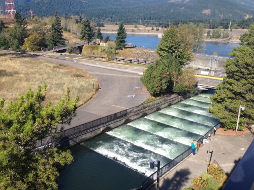 Fish Ladder at Bonneville Dam